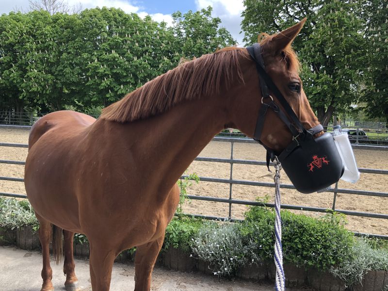 Pferd mit Inhalationsmaske